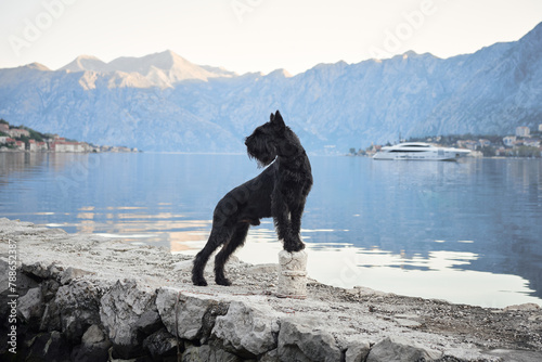 A black Schnauzer stands proudly on a seaside promenade. The still waters mirror the peaceful morning sky