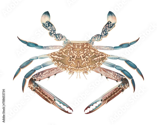 Blue crab png, vintage sea animal illustration by Luigi Balugani, transparent background photo
