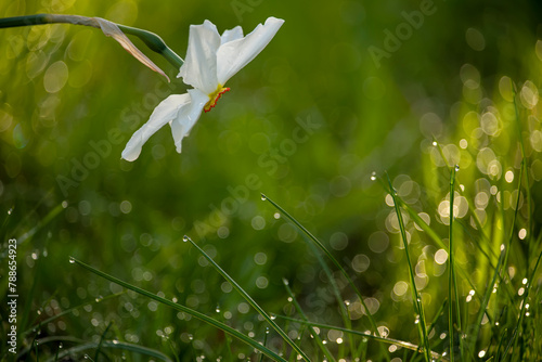 Beautiful daffodil flower in nature in morning outdoors in rays of sunlight  on background of grass in dew drops with beautiful round bokeh