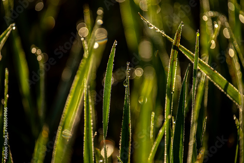Original beautiful background of juicy freshgrass with dew drops illuminated by morning sun in nature.