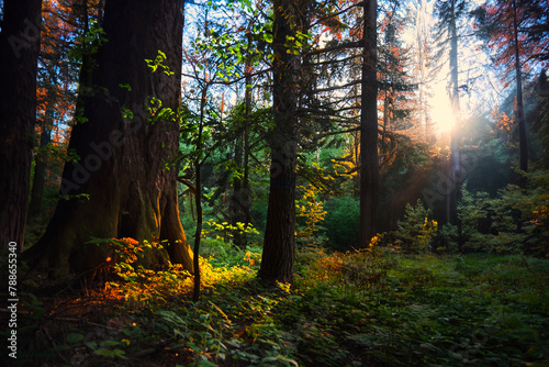 forest in autumn © Bogdan