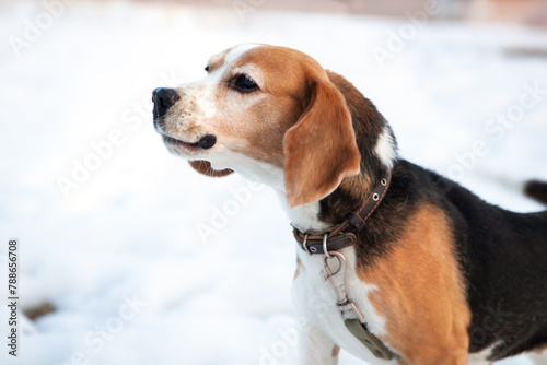 Beagle dog barks on a walk, on a dog walking area, in winter against the backdrop of snow.