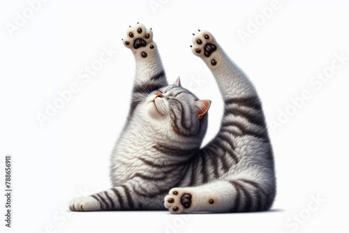 Cat exercising, flexing paws in the air like yoga pose isolated on white background