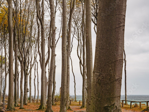 unterschiedliche Bäume im Gespensterwald Nienhagen im Herbst photo