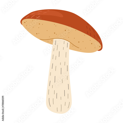 Orange birch bolete mushroom. Leccinum fungi. Edible forest mushrooms. Vegetarian fungi brown cap boletus. Botanical flat vector illustration isolated on white background. 