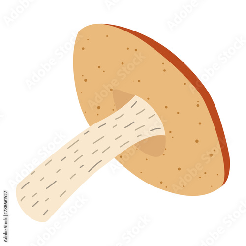 Orange birch bolete mushroom. Leccinum fungi. Edible forest mushrooms. Vegetarian fungi brown cap boletus. Botanical flat vector illustration isolated on white background. 