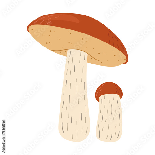 Orange birch bolete mushroom. Leccinum fungi. Edible forest mushrooms. Vegetarian fungi brown cap boletus. Botanical flat vector illustration isolated on white background. 