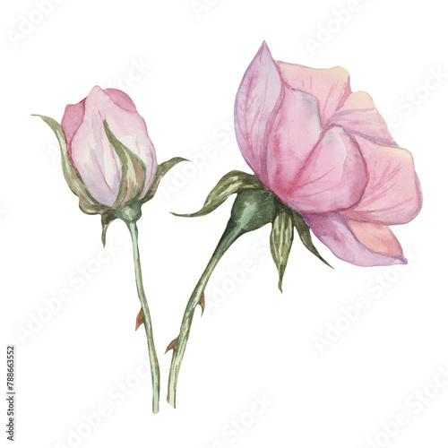 Photos Dog rose, rosa canina watercolor floral clipart