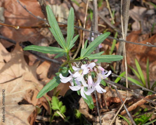 Cardamine concatenata (Cutleaf Toothwort) Native North American Woodland Wildflower