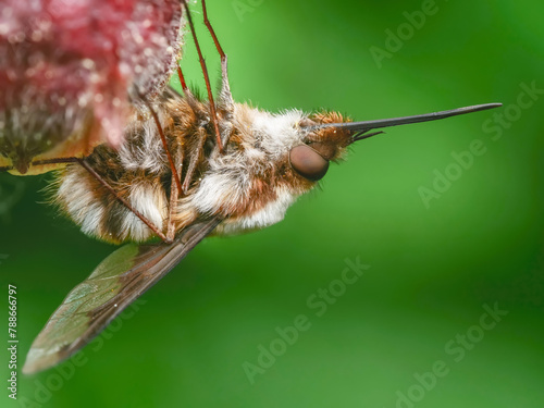 Großer Wollschweber (Bombylius major) photo