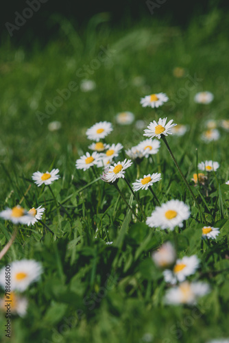 Wiosenne stokrotki rosn  ce na zielonym trawniku  w promieniach wiosennego s  o  ca