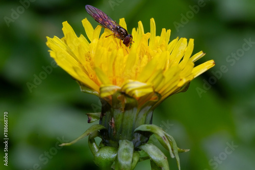 Close-up of a Chequered hoverfly on the flower of a Dandelion
