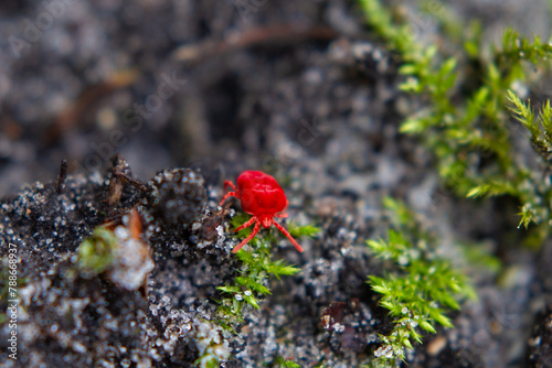 Close-up of a tiny, brightly red mite, Trombidium holosericeum, the Velvet mite photo