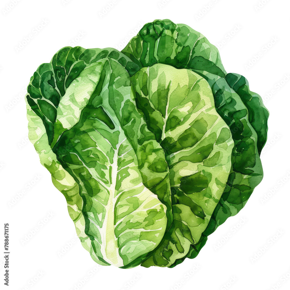 Fototapeta premium vegetable - Agreeable.Lettuce.illustration ,.watercolor