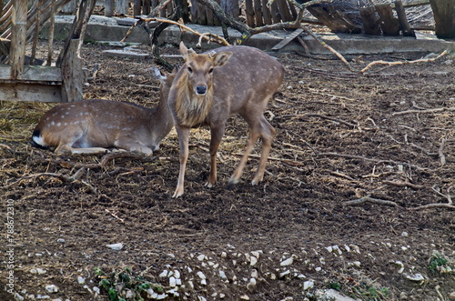 View of a yard with a pair of Dama dama animals meeting outdoors, but the hind repels the roebuck, Sofia, Bulgaria  