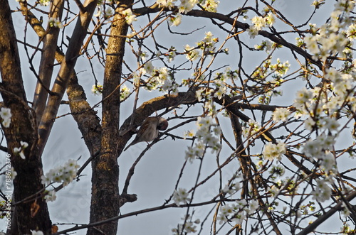 A sparrow sleeps on a branch of a tree with fresh plum blossom or Prunus domestica in the garden, Sofia, Bulgaria 