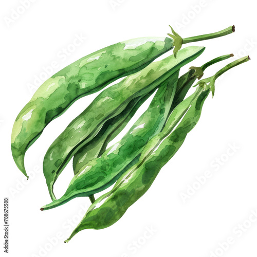 vegetable - delicious and fresh Green bean ,illustration watercolor