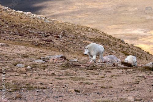 Two mountain goats on a hillside near the Beartooth Highway 