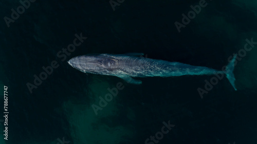 Aerial view of Blue Whale in ocean, Dunsborough, Western Australia, Australia. photo