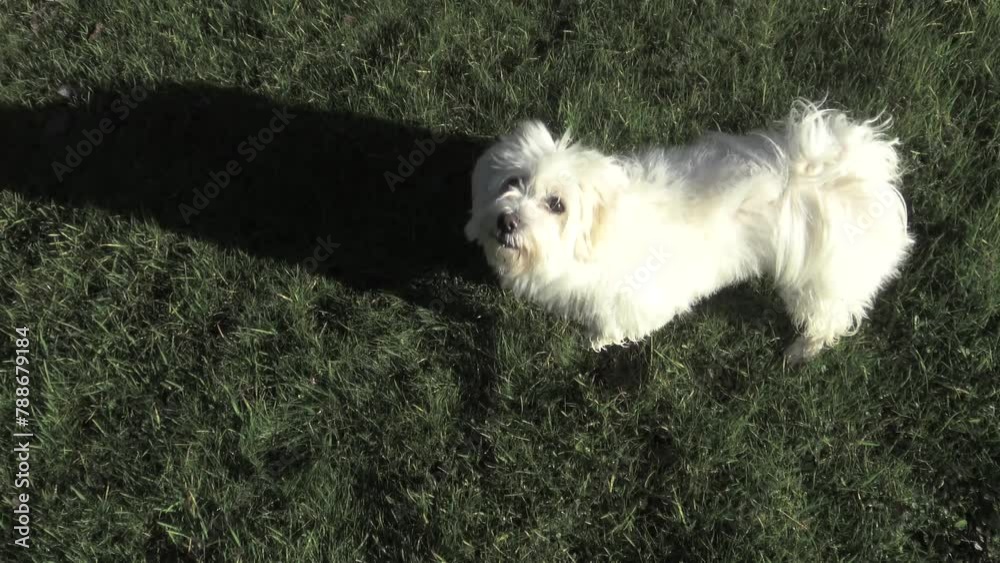 Bichón Maltés saltando y jugando. Perro blanco jugando en el parque.