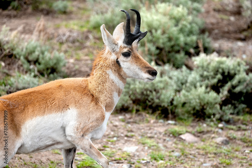 An antelope out for a walk in Yellowstone National Park.