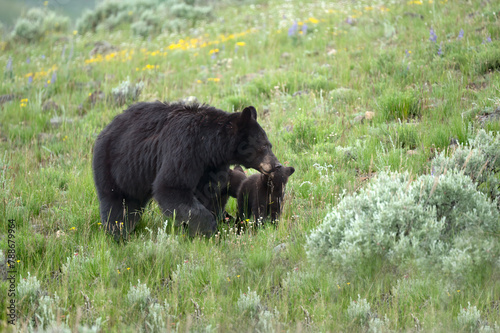 Black bear mom and two cubs in a green field in Yellowstone National Park.