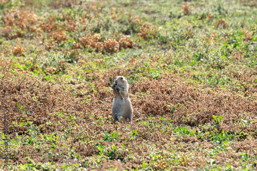 A prairie dog watches for predators in Theodore Roosevelt National Park.