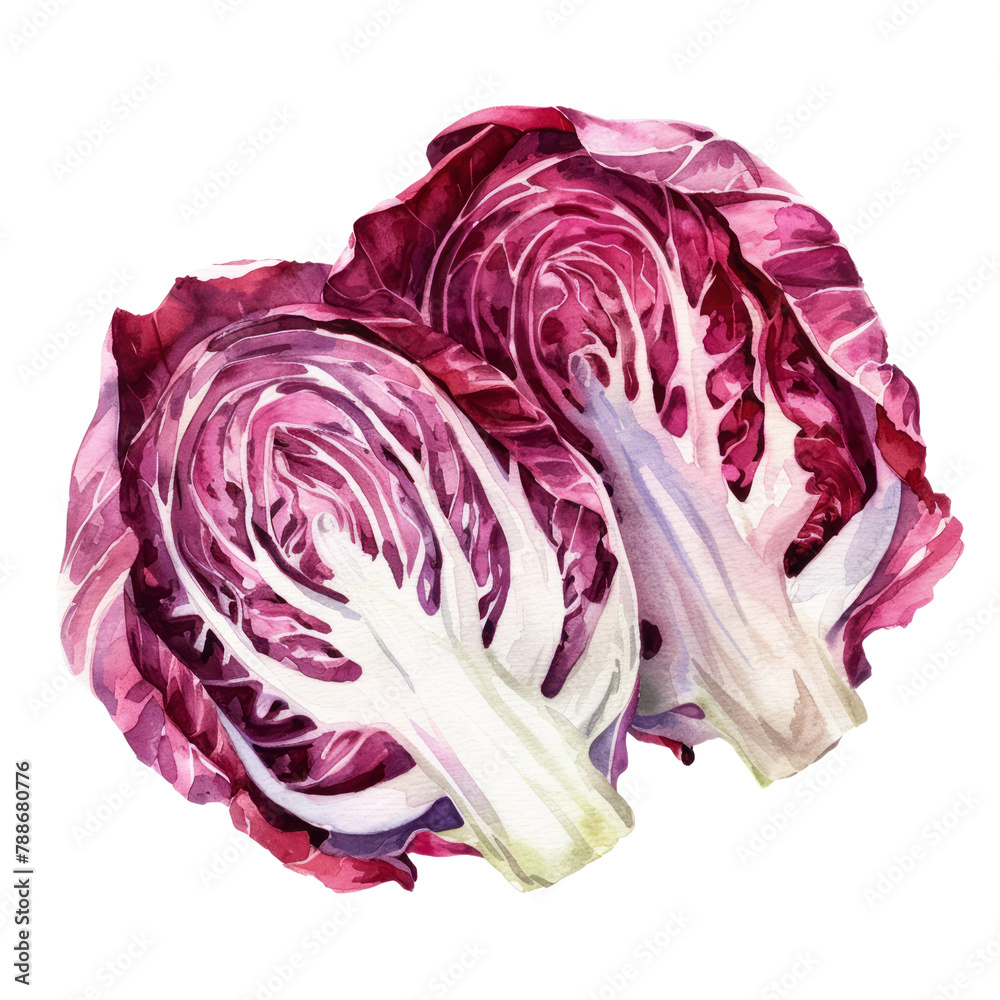 Obraz premium vegetable - Fresh.Radicchio.illustration ,.watercolor