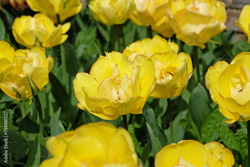 Yellow double tulip, tulipa ‘Akebono’ in flower. photo