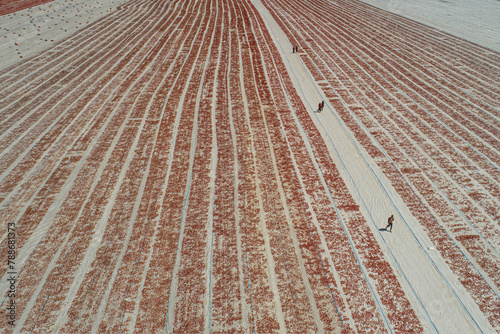 Aerial view of tomato field with people, Eregli, Konya, Turkey. photo