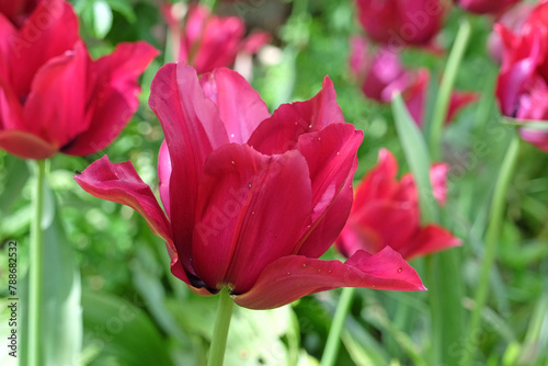 Deep pink purple lily flowered tulip, tulipa ‘Merlot’ in flower. photo