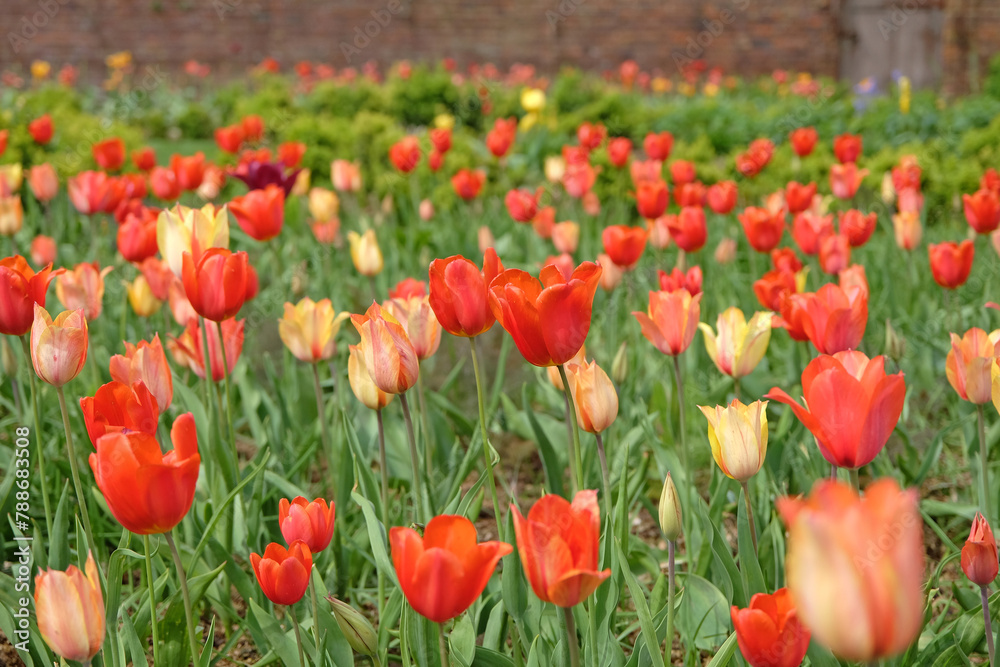 A bright and colourful red and orange drift of tulips in naturalised in grass. A bright and colourful red and orange drift of tulips in naturalised in grass.