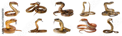Assortment of coiled snakes with forked tongues isolated cut out png on transparent background