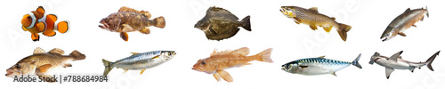 Collection of various tropical and freshwater fish species cut out png on transparent background photo