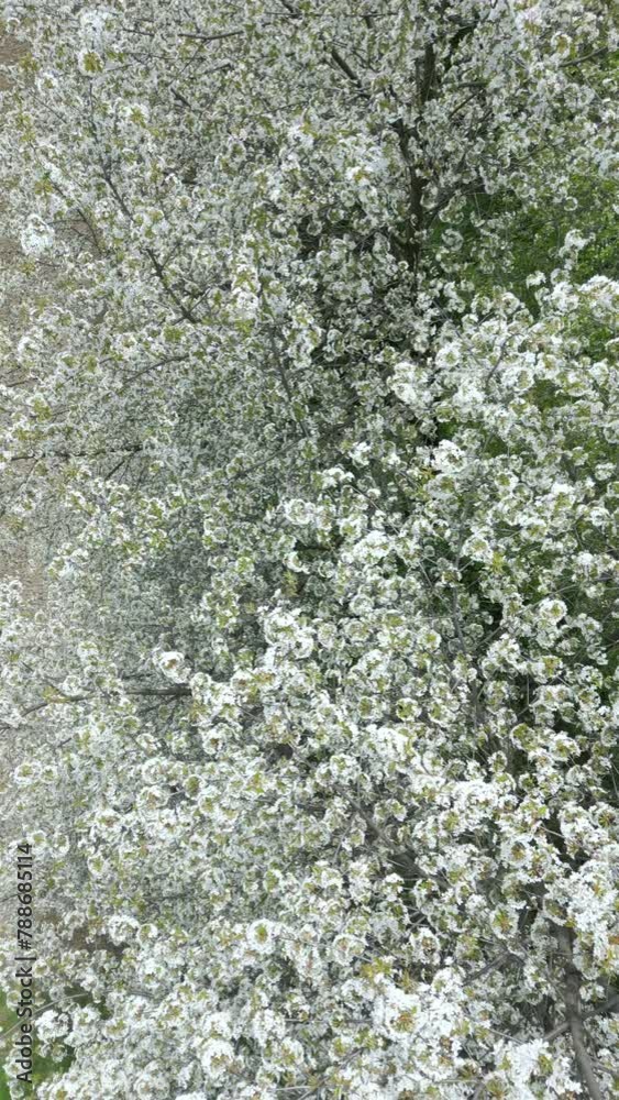 The blooming trees with white flowers in spring. Natural background. The blooming trees with white flowers in spring. Natural background.