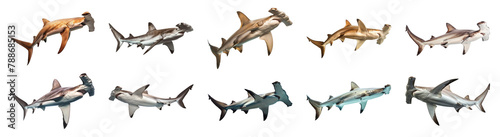 Diverse hammerhead sharks navigating isolated cut out png on transparent background