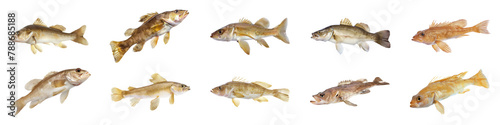 Various Haddock fish species gliding isolated cut out png on transparent background