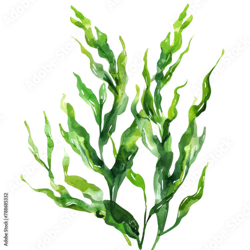 vegetable -  kelp is also used in various other industries. It's harvested for its high concentration of iodine, which is used in the production of iodized salt and various pharmaceuticals