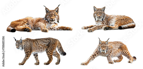 European lynxes in various poses isolated cut out png on transparent background photo