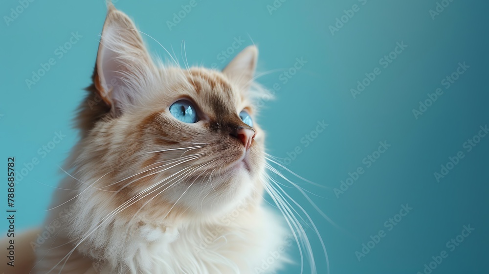Portrait of a beautiful ragdoll cat with blue eyes looking away on a blue background