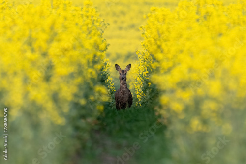 Canola Deer