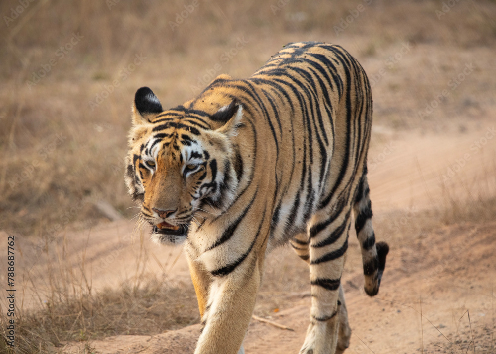 A tiger on safari at Tadoba National Park in Tadoba Andhari Tiger Reserve in Chandrapur, Maharashtra, India A tiger on safari at Tadoba National Park in Tadoba Andhari Tiger Reserve in Chandrapur, Maharashtra, India