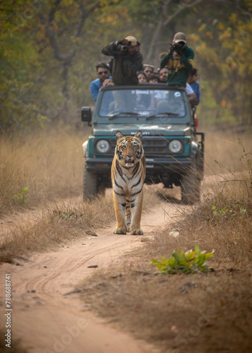 Fototapeta Naklejka Na Ścianę i Meble -  A tiger walks in front of a jeep on safari at Tadoba National Park in Tadoba Andhari Tiger Reserve in Chandrapur, Maharashtra, India