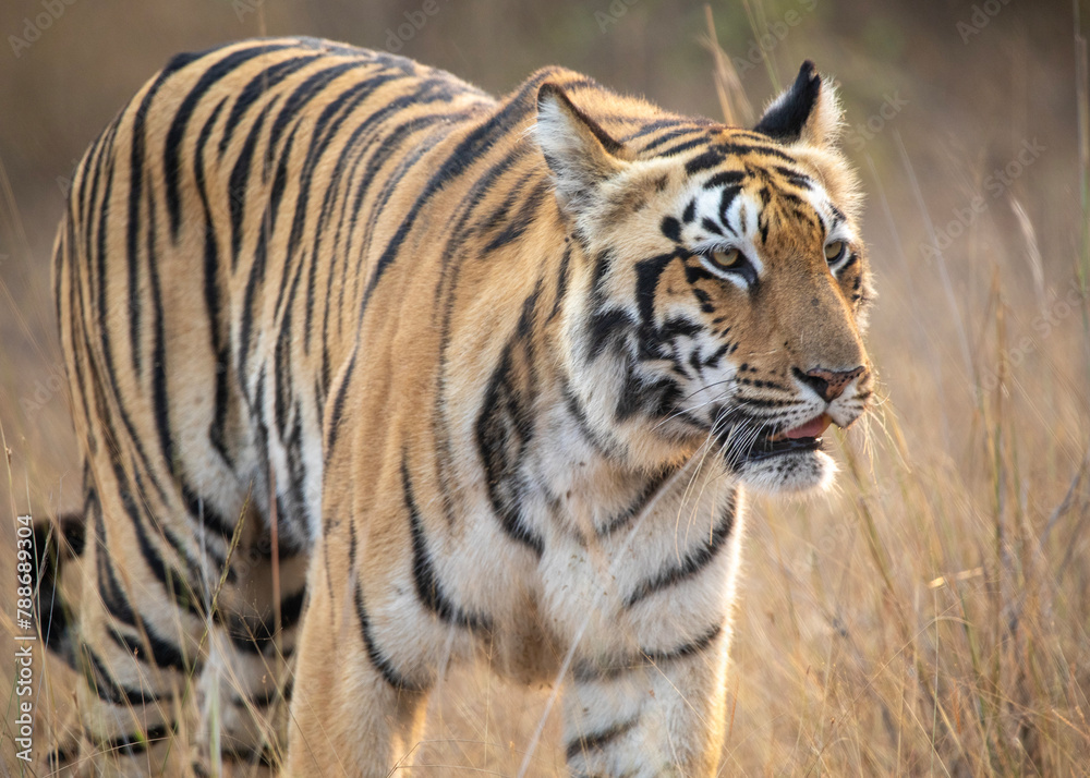 A tiger on safari at Tadoba National Park in Tadoba Andhari Tiger Reserve in Chandrapur, Maharashtra, India A tiger on safari at Tadoba National Park in Tadoba Andhari Tiger Reserve in Chandrapur, Maharashtra, India