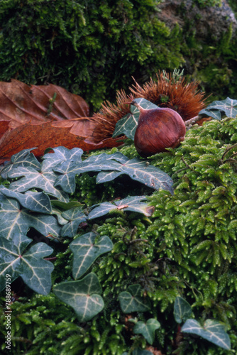 red and green leaves, Chestnut, moss and ivy. Park of Villa Piercy. Low Salighe. Bolotana, Nuoro, Sardinia, Italy. photo