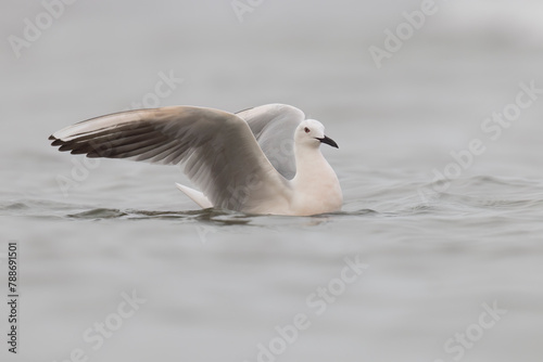 The slender billed gull (Chroicocephalus genei), mid-sized gull which breeds very locally around the Mediterranean and the north of the western Indian