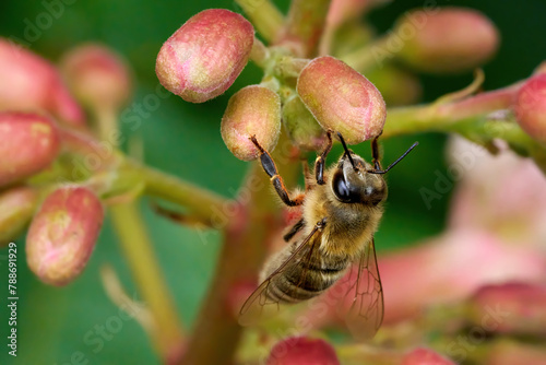 Biene mit rotem Blütenstaub am Bein (Westliche Honigbiene - Apis mellifera) an den Knospen einer Fleischroten Rosskastanie (Aesculus x carnea), Deutschland photo