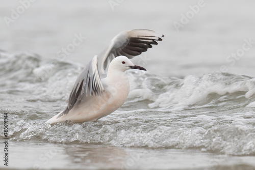 The slender billed gull (Chroicocephalus genei), mid-sized gull which breeds very locally around the Mediterranean and the north of the western Indian