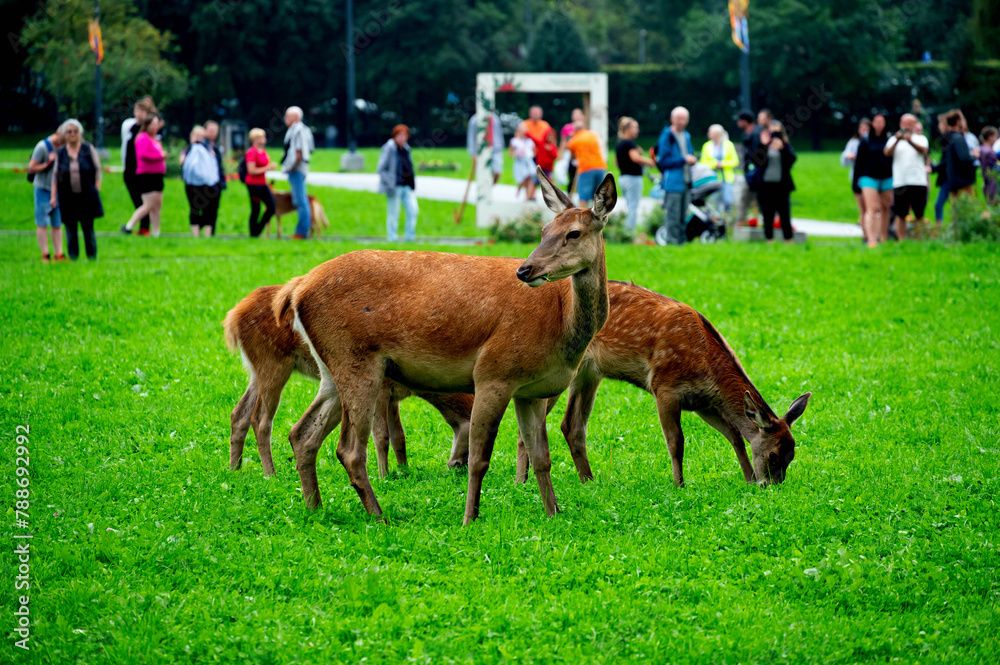Zakopane, photo.Wojciech Fondalinski