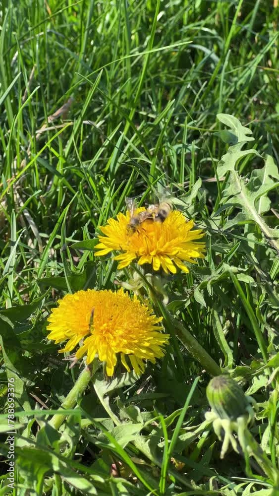 a bee pollinates a dandelion. a bee sits on a dandelion. a bee flies near dandelions. two bees fly over dandelions. shooting location, city of Chernivtsi, Ukraine. shooting time on April 9 at 4:30 p.m a bee pollinates a dandelion. a bee sits on a dandelion. a bee flies near dandelions. two bees fly over dandelions. shooting location, city of Chernivtsi, Ukraine. shooting time on April 9 at 4:30 p.m